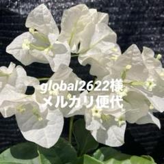 ブーゲンビリアNo941 らくらくメルカリ便発送‼️ global2622様専用・メルカリ便代¥500 - メルカリ