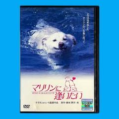 【新品ケース】 DVD 「マリリンに逢いたい」 安田成美 加藤雅也 笑福亭鶴瓶
