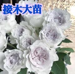 初心者向け薔薇の中古 未使用品 メルカリ