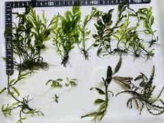 ボルビティスヒュディロティ山盛りセット 楽天市場】（水草）巻きたて ボルビティス ヒュディロティ 風