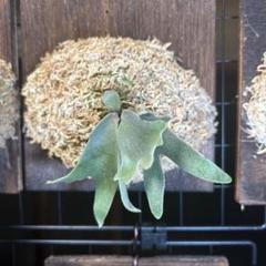 P.willinckii dwarf 'Golden boy' 前葉体 タッパー Yahoo!オークション - P. willinckii '金童' ウィリンキー