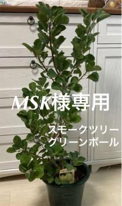 スモークツリー 鉢の中古 未使用品 メルカリ