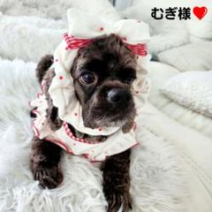 4696mama様❤️すいか♡メッシュ♡ハンドメイド♡犬服 楽天市場】【マラソン期間中当店ポイント5倍実施中】犬 服 春 夏
