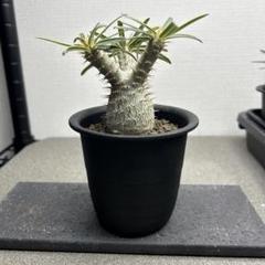 有馬和博 植木鉢 作家鉢 美中古 グラキリス 塊根植物 2025年最新】グラキリス 鉢の人気アイテム - メルカリ