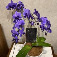 現品のみ❗️枝ぶり良いです。超希少❗️胡蝶蘭❤️ブルージーン