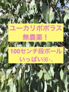 ユーカリポポラス100センチ 段ボールいっぱい グリーン 無農薬 フレッシュのサムネイル