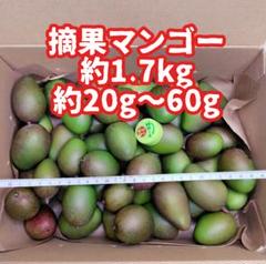 143 摘果マンゴー/青マンゴー/グリーンマンゴー 約1.7kg【農家