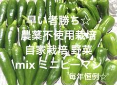 早い者勝ち☆ 農薬不使用栽培 自家栽培 野菜詰め合わせ ミックス ミニ ピーマンのサムネイル