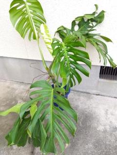 らいむ　モンステラ　デリシオーサ　8号鉢つき　2株植え❗深穴あき❗大型種❗ モンステラ デリシオーサ 8号鉢つき 大型種❗深穴あき❗ 観葉植物