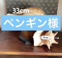 2025年最新】ヤシガイの人気アイテム - メルカリ