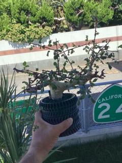 コミフォラ•カペンシス　実生　① コミフォラ カペンシス | X−PLANTS