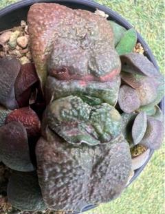 メルカリ便発送&ロウルサンコさんラベル付き☆多肉植物 ガステリア 臥牛 王頭 メルカリ便発送&ロウルサンコさんラベル付き☆多肉植物