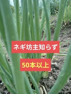 2025年最新】坊主知らずネギ苗の人気アイテム - メルカリ