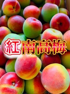希少紅梅‼️和歌山県産 紅南高梅 4L3Lサイズ 2kg みかんキング