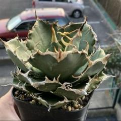 sss　チタノタ　白鯨　国産　旧来　子株　抜き苗発送 m90865514109_1.jpg?1723159217