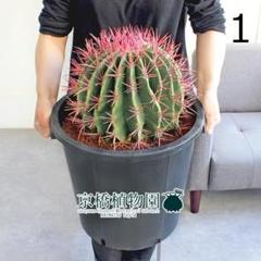 現品】サボテン 赤鳳（セキホウ） 12号 黒鉢（1） - メルカリ