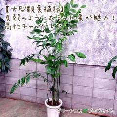 【B級品/大型観葉植物】貝殻のように丸まった葉っぱが特徴!♪コーセーチャメドレア