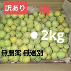 【訳あり】梅　梅仕事　岩手県産　10kg 訳あり】梅 梅仕事 岩手県産 10kg - メルカリ