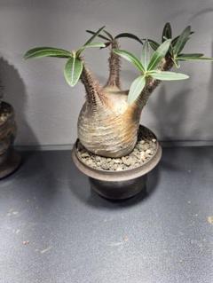 有馬和博 植木鉢 作家鉢 美中古 グラキリス　塊根植物 未使用品】植木鉢 作家鉢 有馬和博 raw life FACTORY invisible