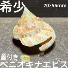 アダンソンオキナエビス - Kaiショップ