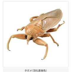 2025年最新】いきもの大図鑑タガメの人気アイテム - メルカリ
