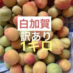 完熟梅　白加賀　9キロ 29日朝7時半までにご購入の場合は今日発送可能です 熟成濃厚梅酒 白加賀 | 国産スピリッツ＆リキュール（梅酒含む