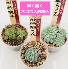 ⑯大きめ苗! 青鬼❣️龍鱗蓮華❣️ブルーバニラ❣️ちょこん❣️発根済メルカリ便込 2025年最新】ブルーバニラ 多肉の人気アイテム - メルカリ