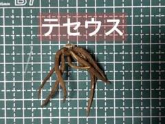 ラナンキュラスラックス　テセウスのサムネイル