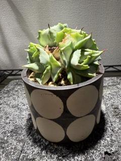 valiem limited pot S WHNURSERY別注