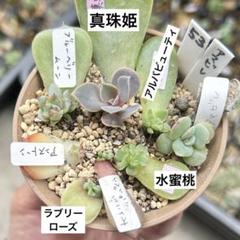 多肉植物エケベリアセット 2025年最新】多肉植物エケベリアセットの人気アイテム - メルカリ