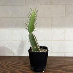 ロ*シ様 EM01 ユーフォルビア ムランジーナ 現地球 輸入即出品 ムランジーナ現地株発根済み