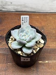 ミソップさん苗セット2(B) 札付き メルカリ便 - メルカリ
