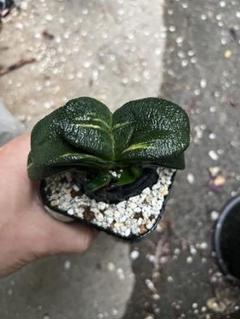 メルカリ便発送&ロウルサンコさんラベル付き☆多肉植物 ガステリア 臥牛 王頭 メルカリ便発送&ロウルサンコさんラベル付き☆多肉植物