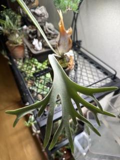 こたろう様メルカリ便！P. willinckii ’Jenny’ TC 1604 ビカクシダ P.willinckii 'Jenny' TC From Yuan - メルカリ