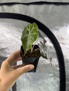 アロカシア ヴェノム Alocasia 'Venom' 管理番号8 _ 『 アロカシア・ヴェノム 』 Alocasia 'Venom' 追加養生済み