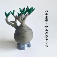 パキポディウムグラキリス フィギュア セット TENDOBOTANICAL グラキリスフィギュア グラ丸2 パキポディウム