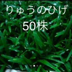 玉竜専門農家⭐立派⭐と~ぶん20株と50株だけの出品になりますm(_ _)m