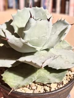 アガベ　ホワイトキャンディ　白銀甲蟹 アガベ・白銀甲蟹｜（芽）-001｜ agave isthmensis | Plus_Plant