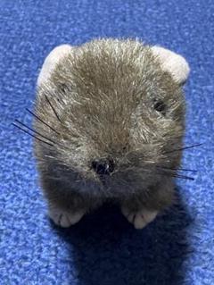 2025年最新】ナキウサギ ぬいぐるみの人気アイテム - メルカリ