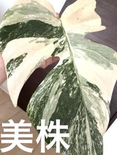 3本　モンステラ　コンパクタ茎伏せ用　メルカリ便 モンステラ葉付き茎伏せしっかり発根2苗 そのままメルカリ便で