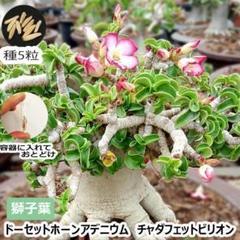 セキ様　10本セット【獅子葉DHA】ドーセットホーン アデニウム エンペラー Amazon.co.jp: レア株 アデニウム 獅子葉 巻葉 ドーセットホーン