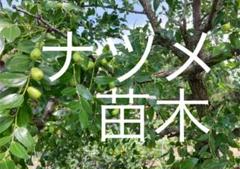 エゴマ 苗の中古 未使用品を探そう メルカリ エゴマ 苗の中古 未使用品を探そう メルカリ