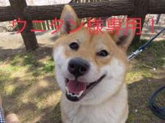 スーパー体圧分散敷き布団 コープ自然派 オーガニックカバー付き