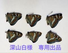 【蝶標本】 未展翅 三角紙標本 南米ペルー、ブラジルの小型蝶 まとめ売り 蝶標本】 未展翅 三角紙標本 南米ペルー、ブラジルの小型蝶