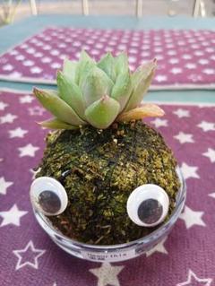 2025年最新】多肉植物 ハオルチアの人気アイテム - メルカリ