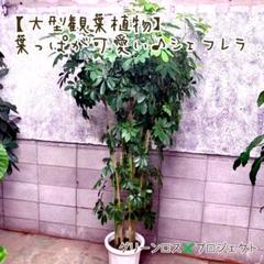 【B級品/大型観葉植物】葉っぱが可愛い♪カポック(ホンコン)
