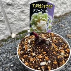 国華園オンラインショップ / 花苗 アメリカシャクヤク グリーン