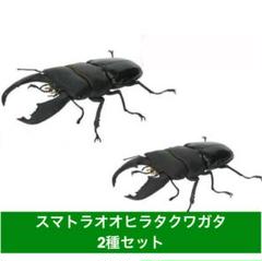 TSY さん専用のムシキングフィギュア２４匹セット 楽天市場】ムシキング フィギュアの通販