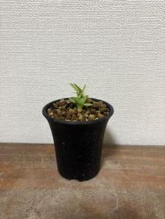 れ*ん様 ユーフォルビア　ムランジーナ　大株　新芽展開有　植え込み済み れ*ん様 ユーフォルビア ムランジーナ 大株 新芽展開有 植え込み