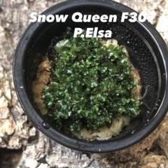 エルサ F307 'Elsa'　親株出品　子株多数　ビカクシダ Yahoo!オークション - P.Elsa エルサ F307 Platycerium
